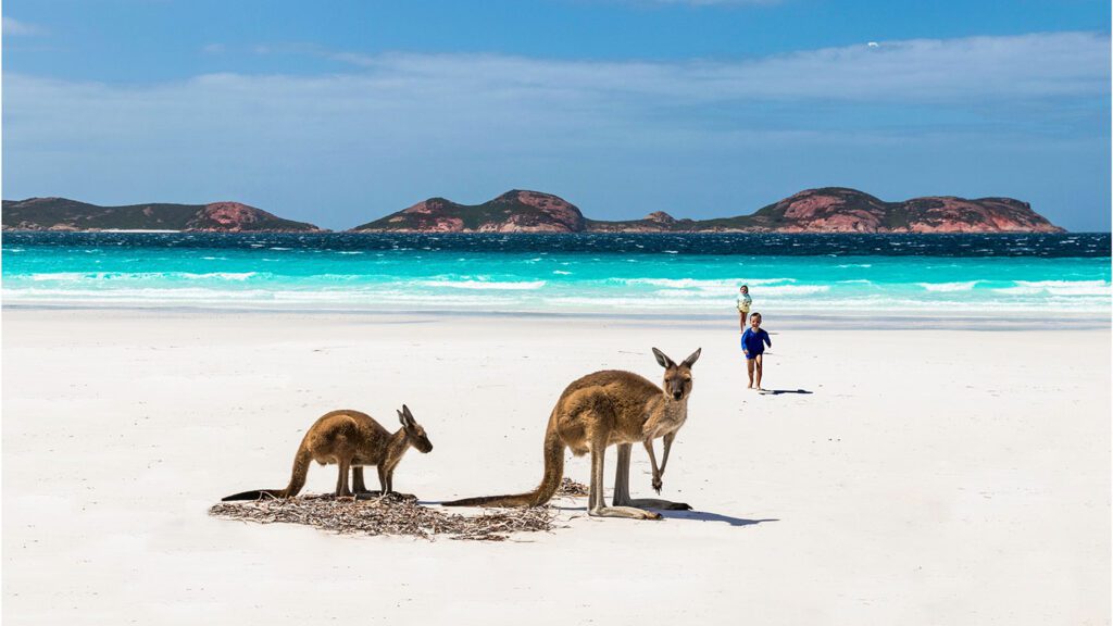 Two kangaroos on a sandy beach with a person walking nearby and turquoise sea under a clear sky in the background, perfect for a travel magazine feature.