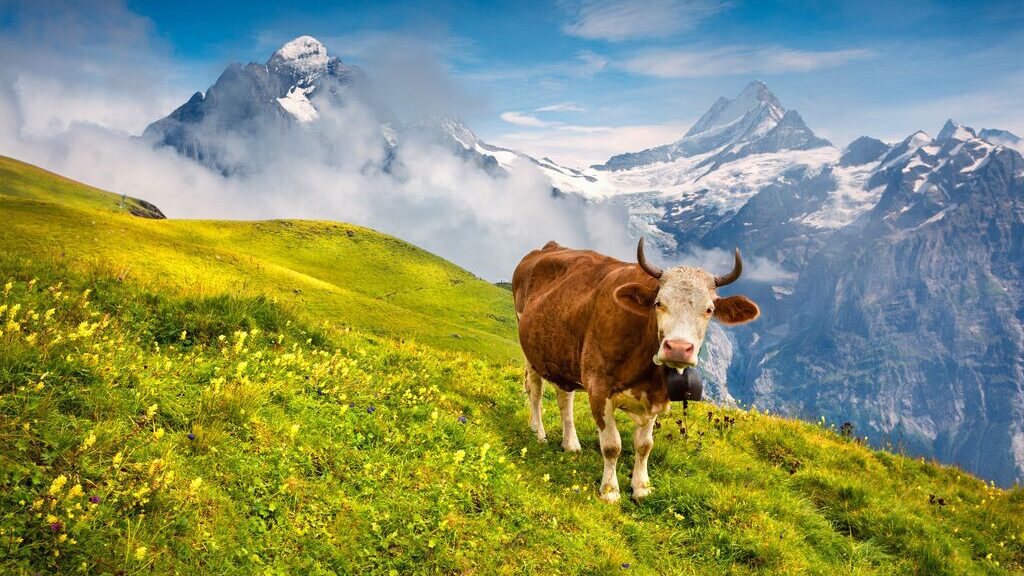 Image of a dairy cow, with horns and a large cowbell round its neck, standing in a green mountain pasture with snow-capped mountain peaks behind it.