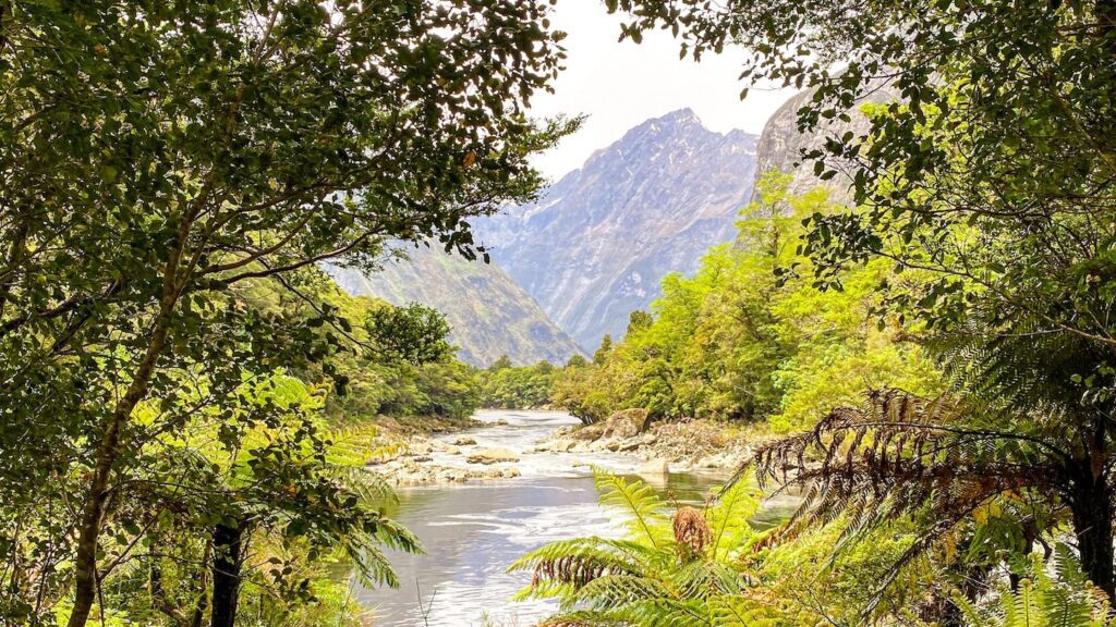 A view through vegetation of Fiordland National Park, one of New Zealand's best on-land water experiences