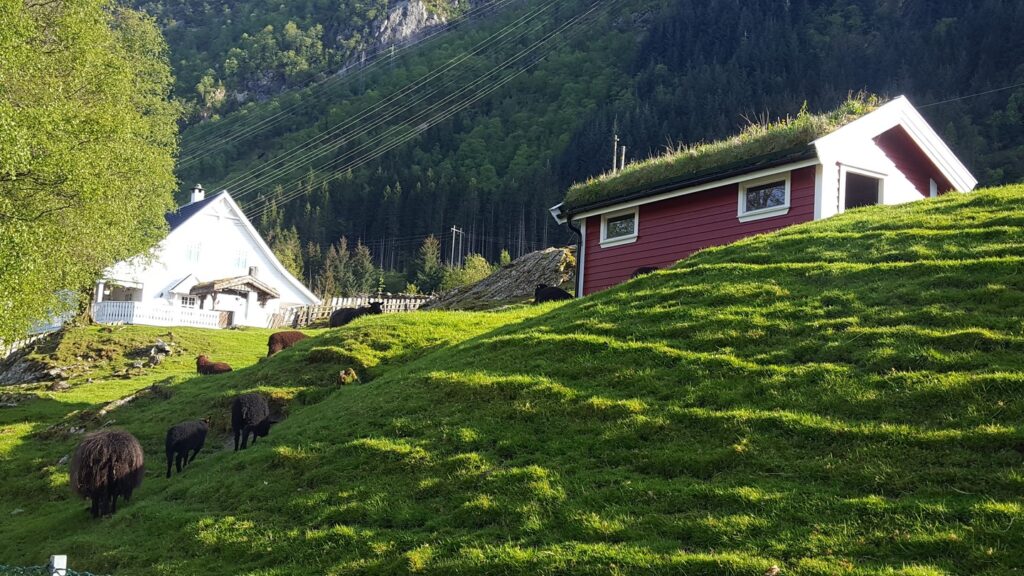lush Scandinavian field with red house and goats