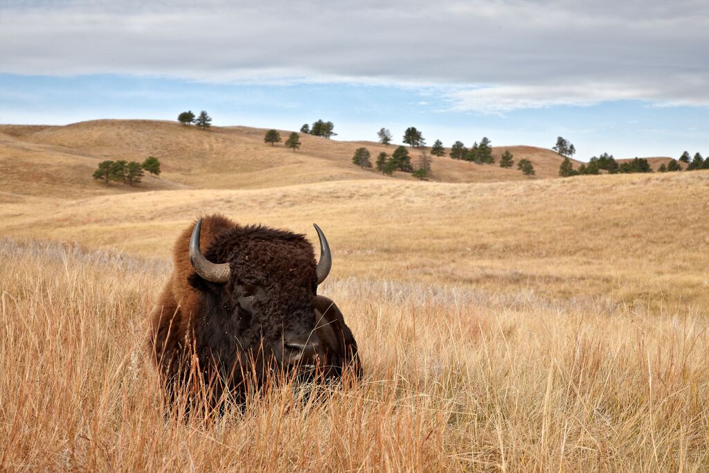 A bison lying in tall grass with rolling hills and scattered trees in the background under a cloudy sky during a northern USA tour.