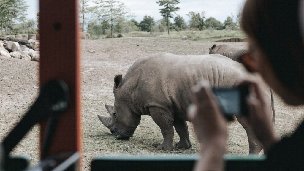 Photo of a woman photographing a rhino. The woman is in the foreground, blurred, while the rhino grazes on grass 