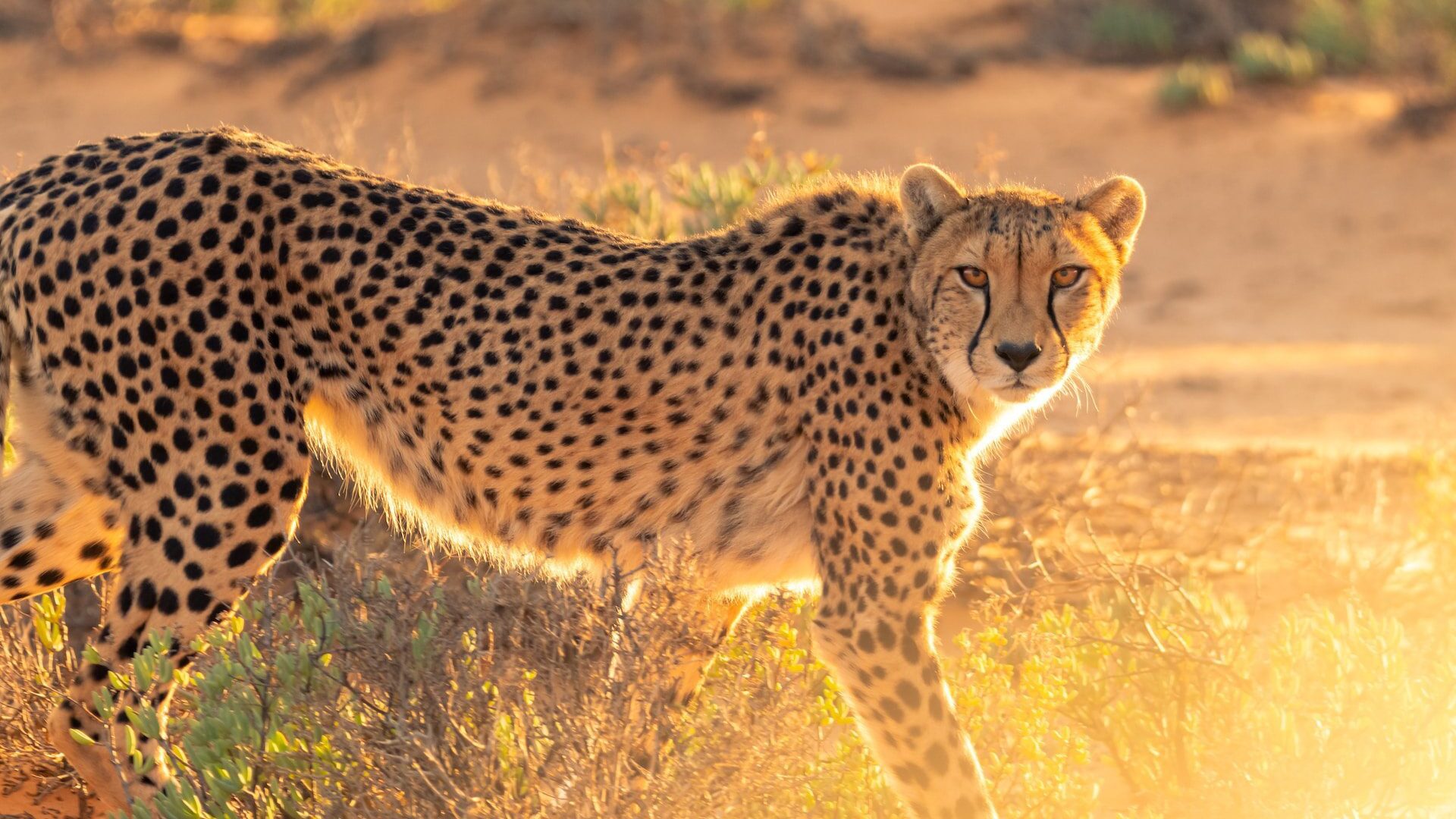 Photo of a cheetah looking towards the camera, backlit by golden sunlight
