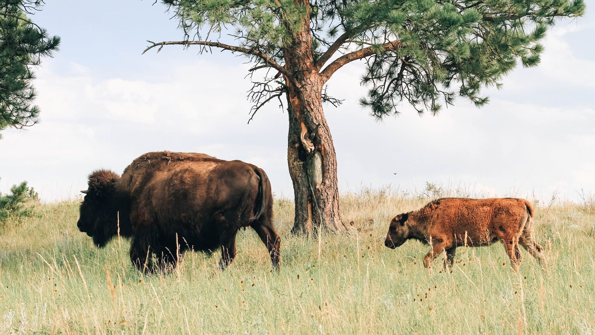 Image of a North American bison and its calf walking in long grass in North Dakota