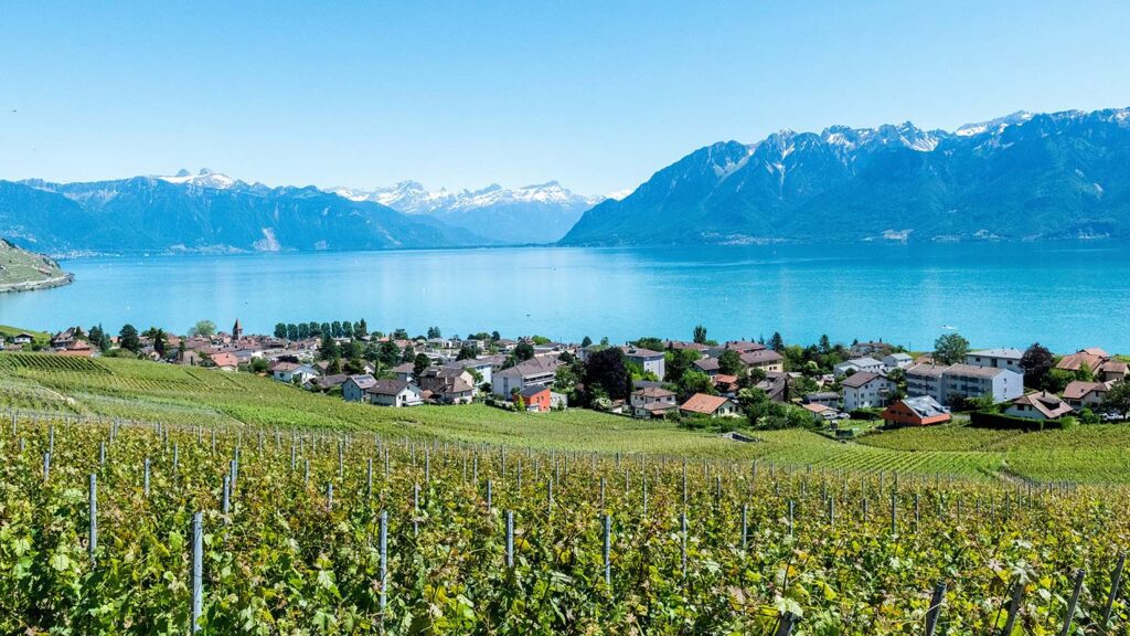 Image of the vineyards of Lavaux, with Lake Geneva and Alps in the background