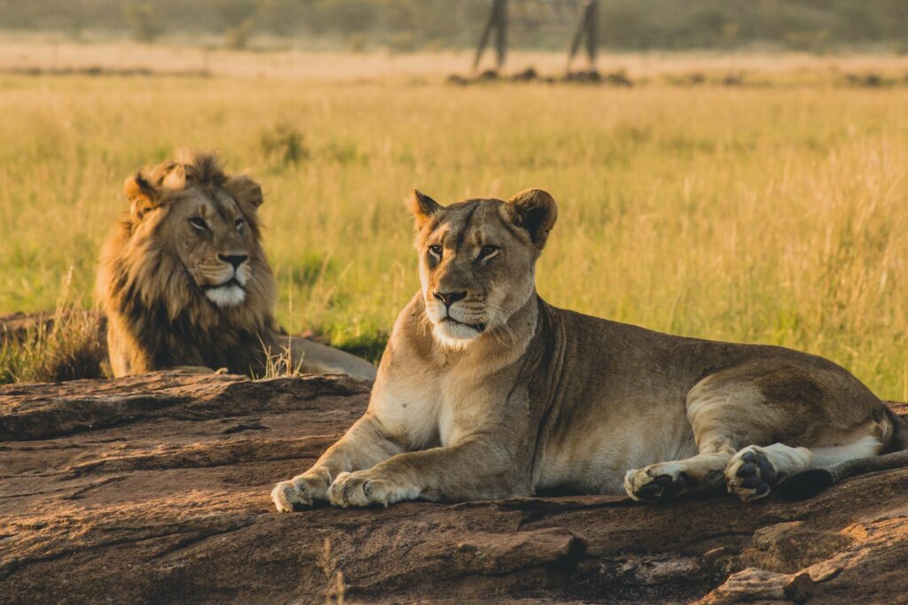 A lion and lioness resting on a rock in a grassy savannah during golden hour on their first time safari.