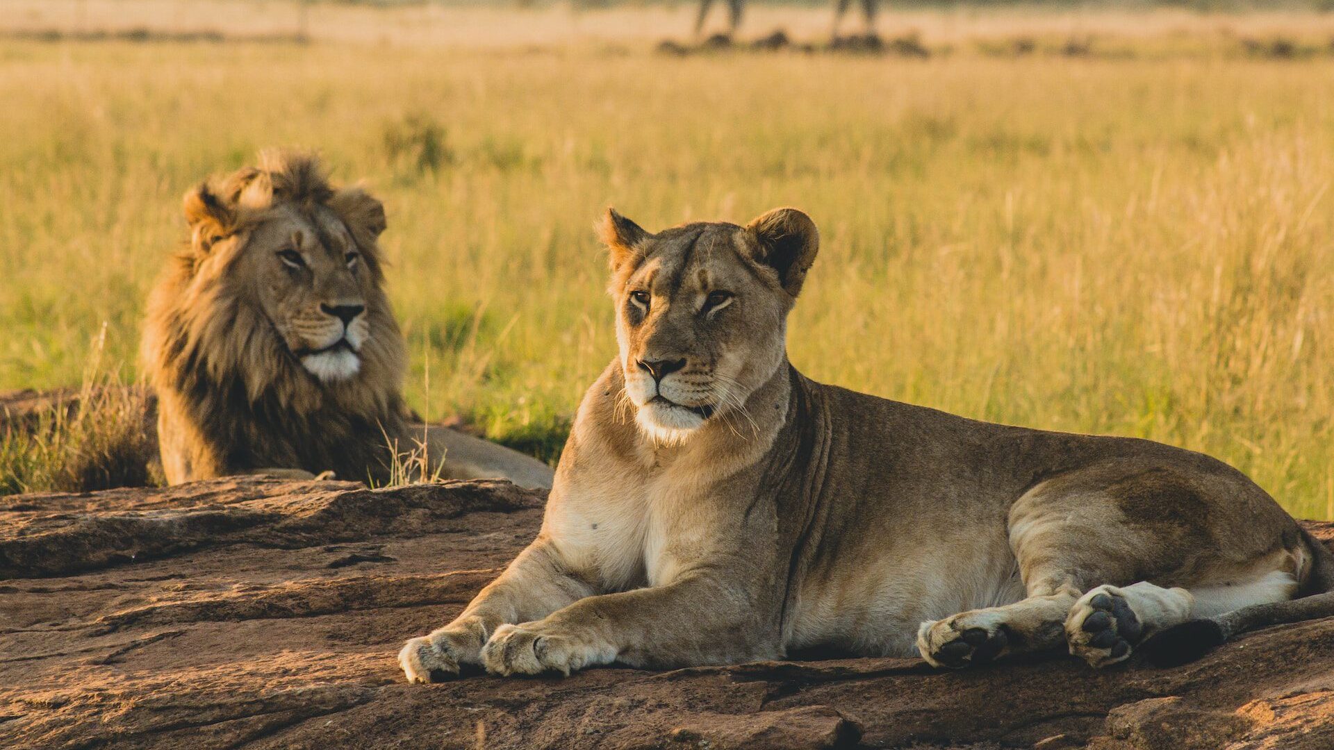 Photo of a male and female lion lying in long grass