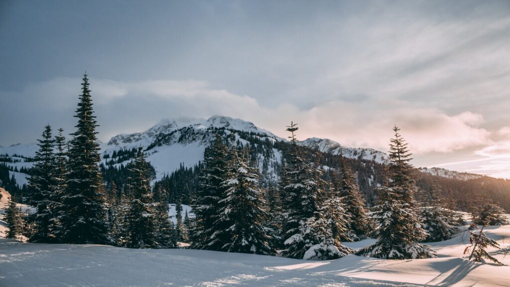 snowy forest landscape in Whistler