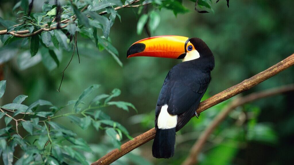 beautiful tropical bird with large orange beak and black feathers
