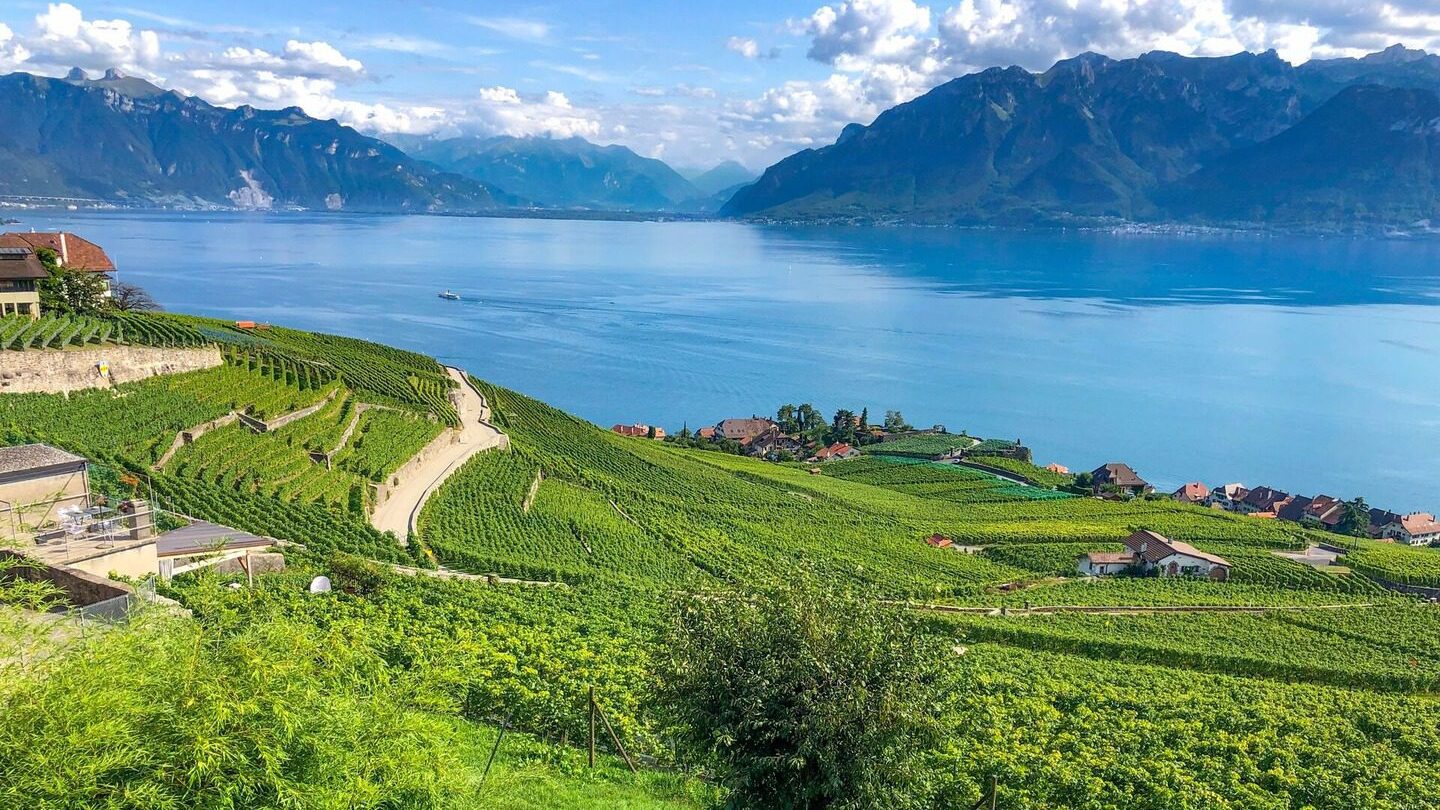 green vineyards overlooking lake Geneva in Switzerland