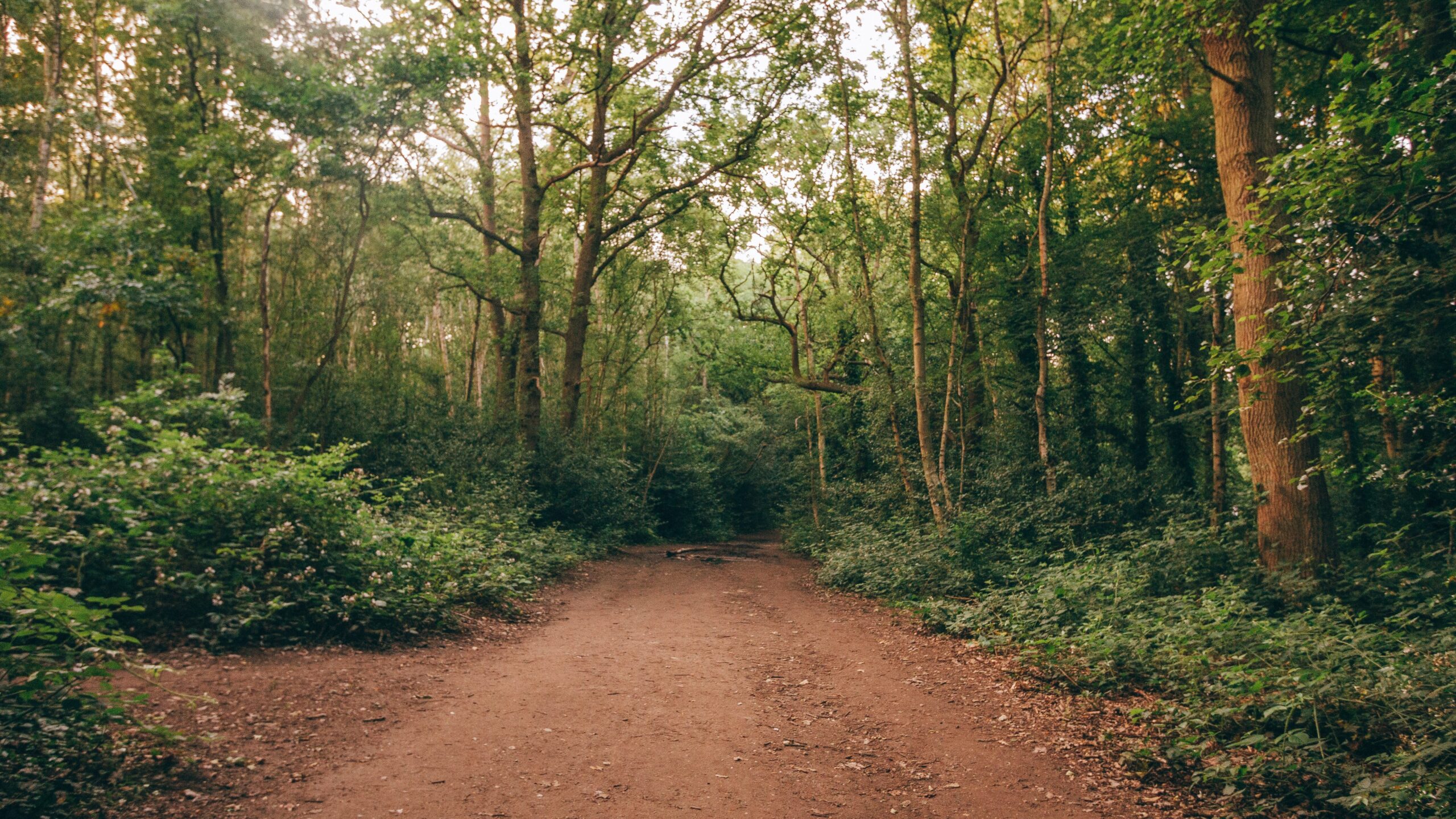 Thick wooded area in Wimbledon common with a dirt track leading into more dense woodland