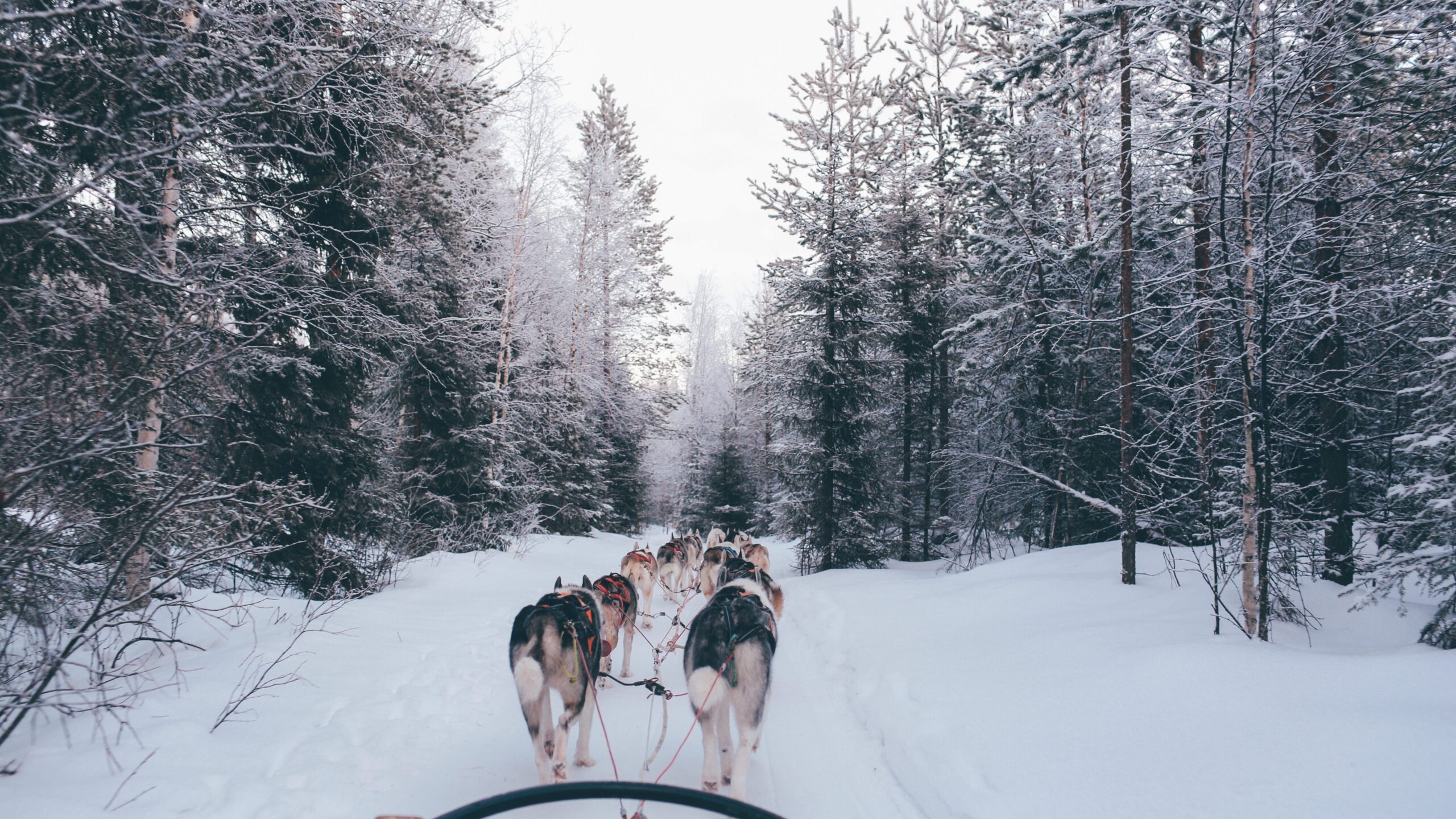 Husky-drawn sled ride through a beautiful and snowy forest near Rovaniemi, Santa Claus Village. The alpine trees blanketed with fluffy snow looks like a winter wonderland