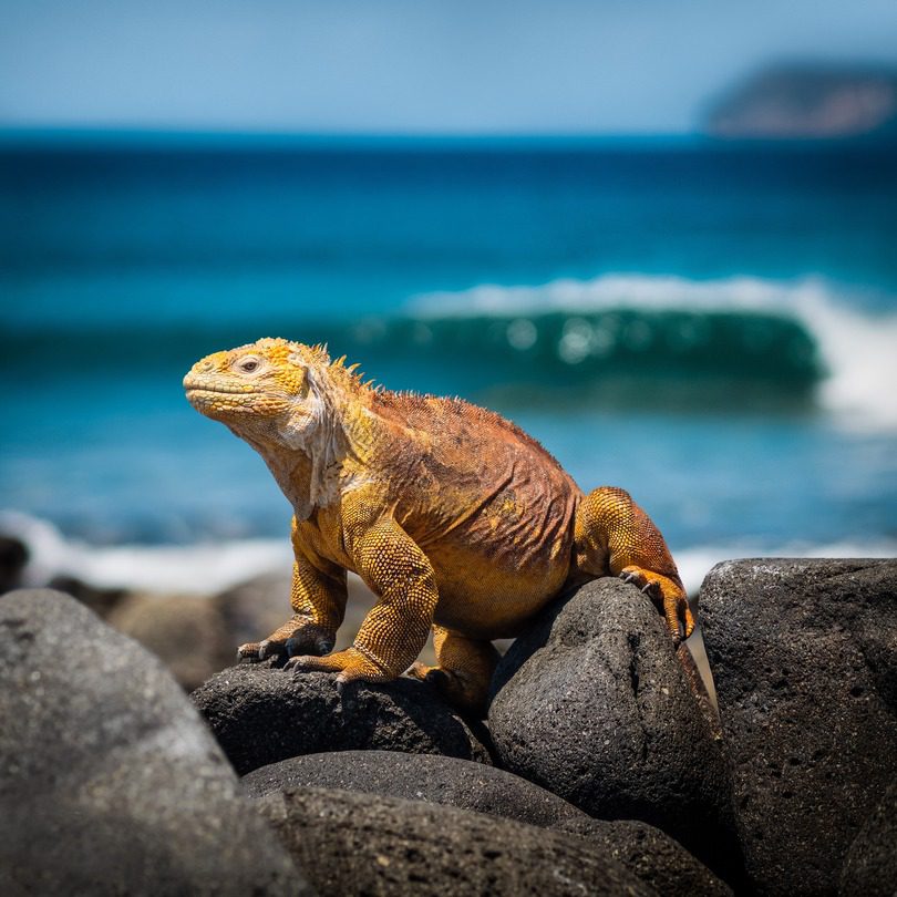 marine iguana in the Galapagos Islands