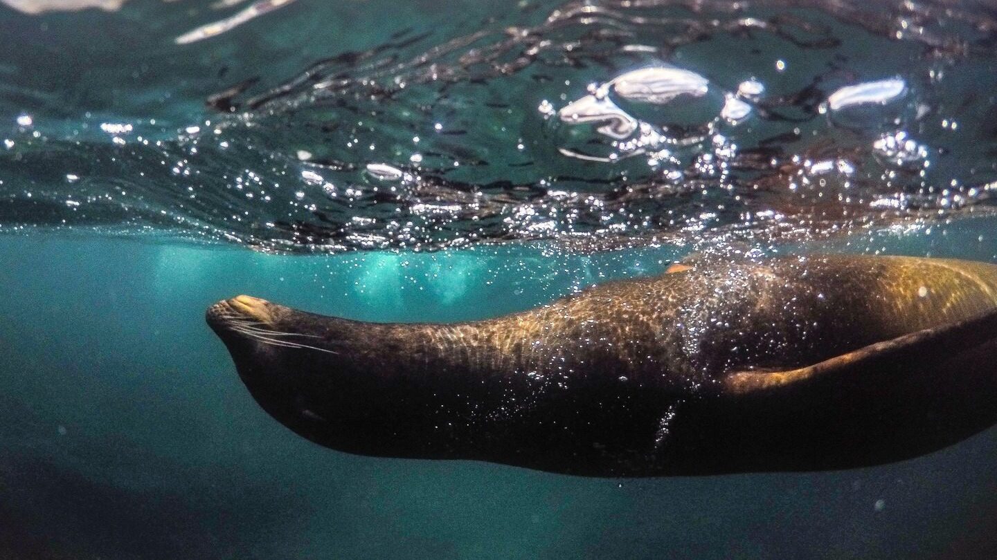 Galapagos seal swimming in the oceans