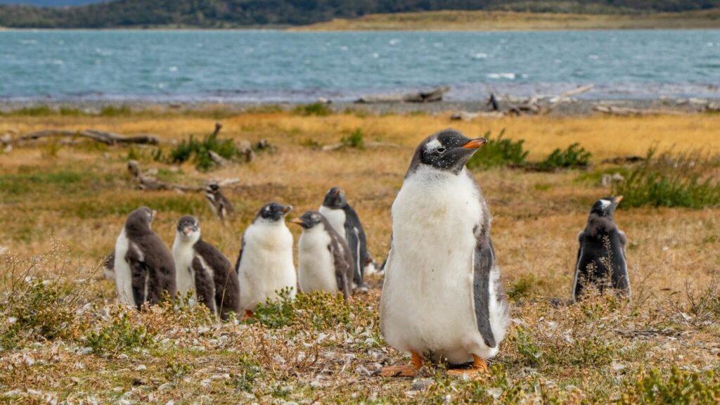 Penguin chicks on grassland with water in the background 
