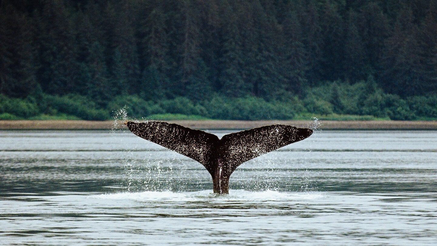 whale tail coming out of the oceans Alaska