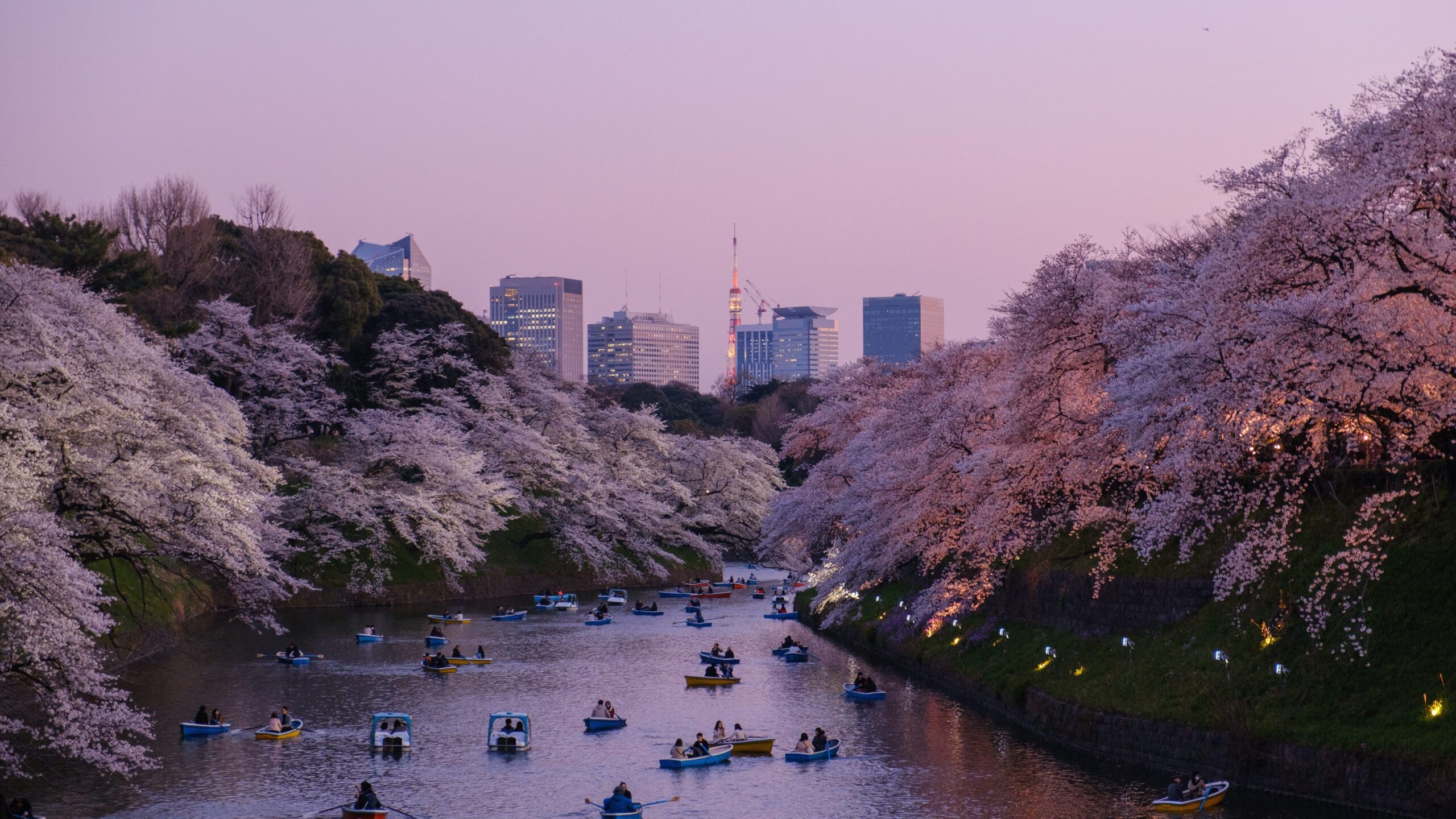 A river in Tokyo, where spring blossoms of pink and lavender branch out over the still river below, which is filled with people canoeing. Skyscrapers peek out in the background.