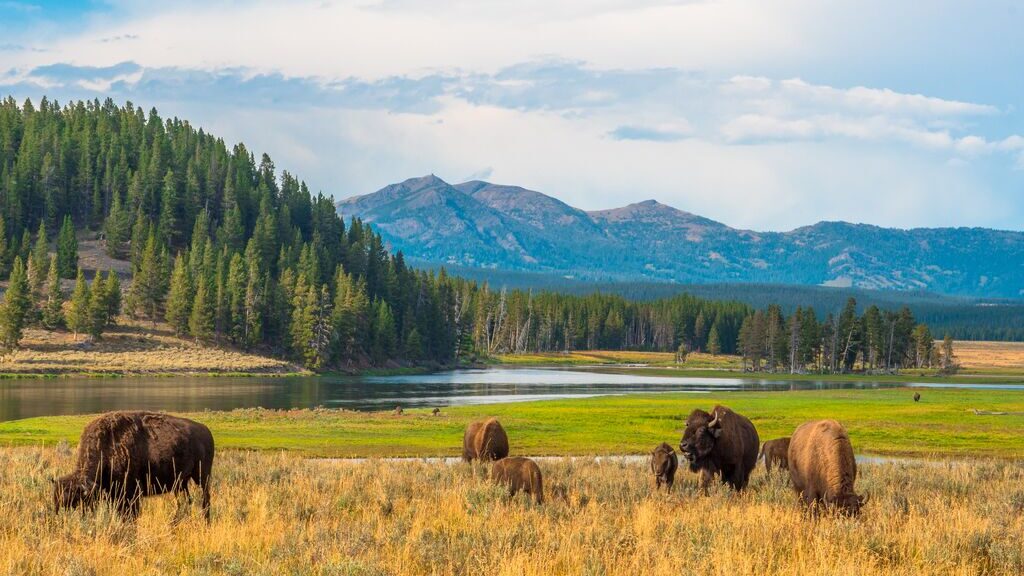 Bulls in meadow, Yellowstone national park, Wyoming