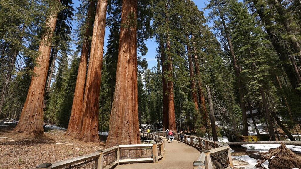 People walking between giant sequoia trees, Yosemite national park, California