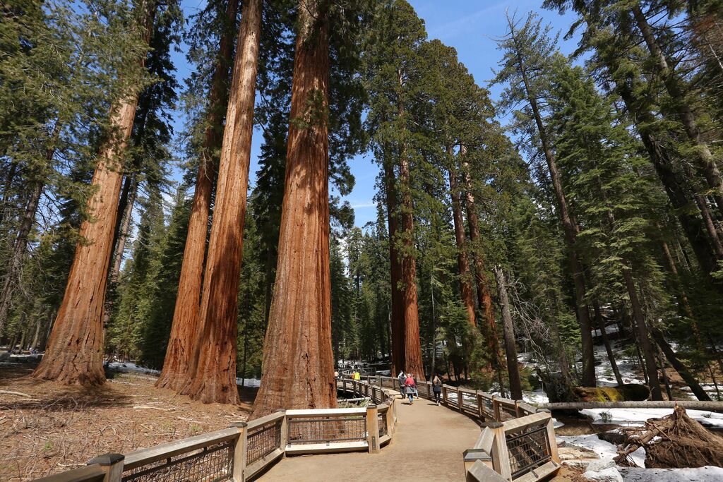 A pathway leading through a grove of towering sequoia trees in one of the largest national parks in the US, with a few patches of snow on the ground.