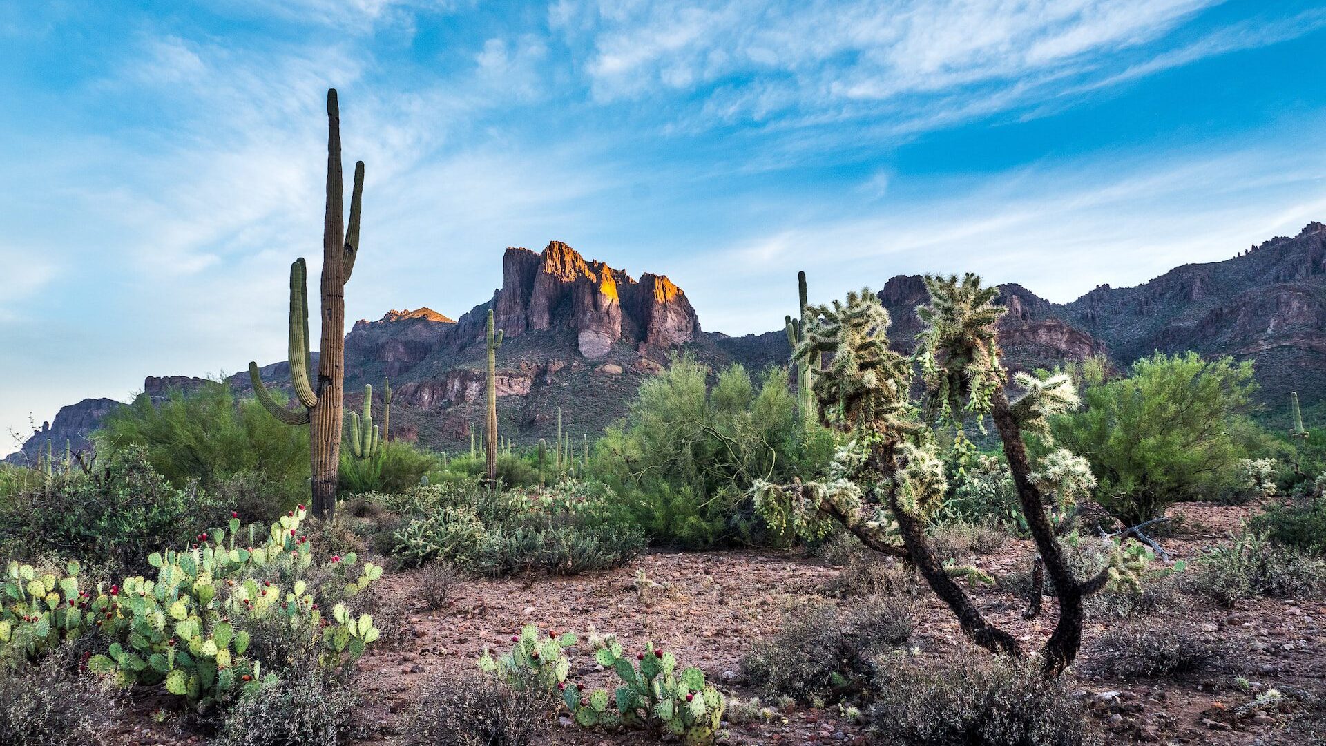 Cacti and mountain range, Sonoran desert national monument, Arizona 