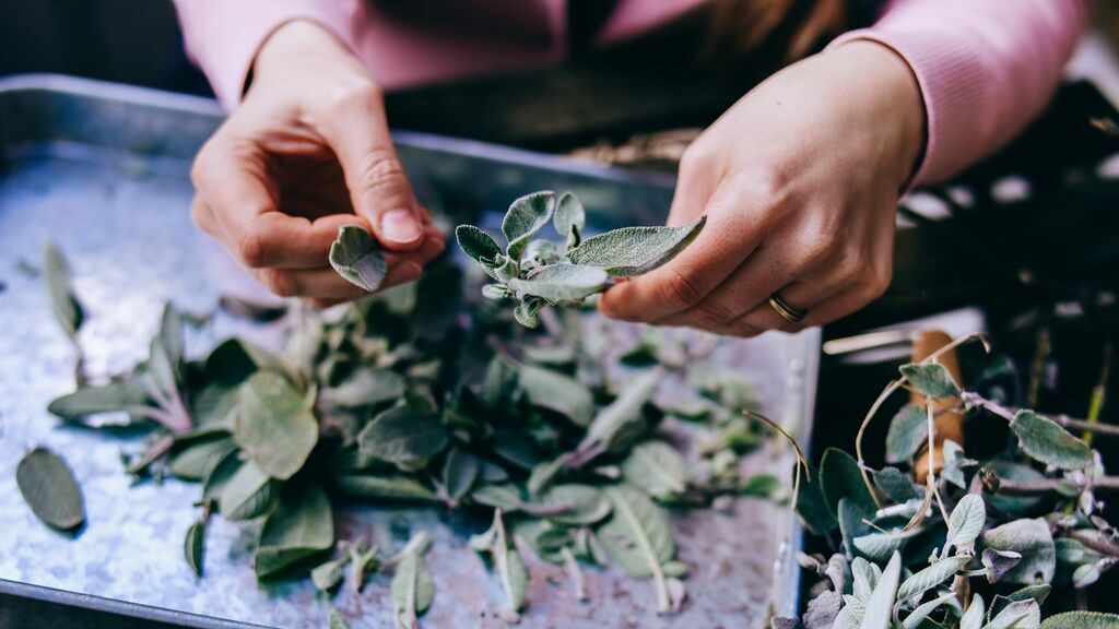 Woman's hands holding medicinal herbs, preparing them for tea-making