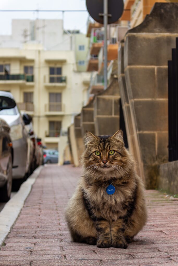 A fluffy tabby cat sits elegantly on a street in Malta, looking directly into the camera.