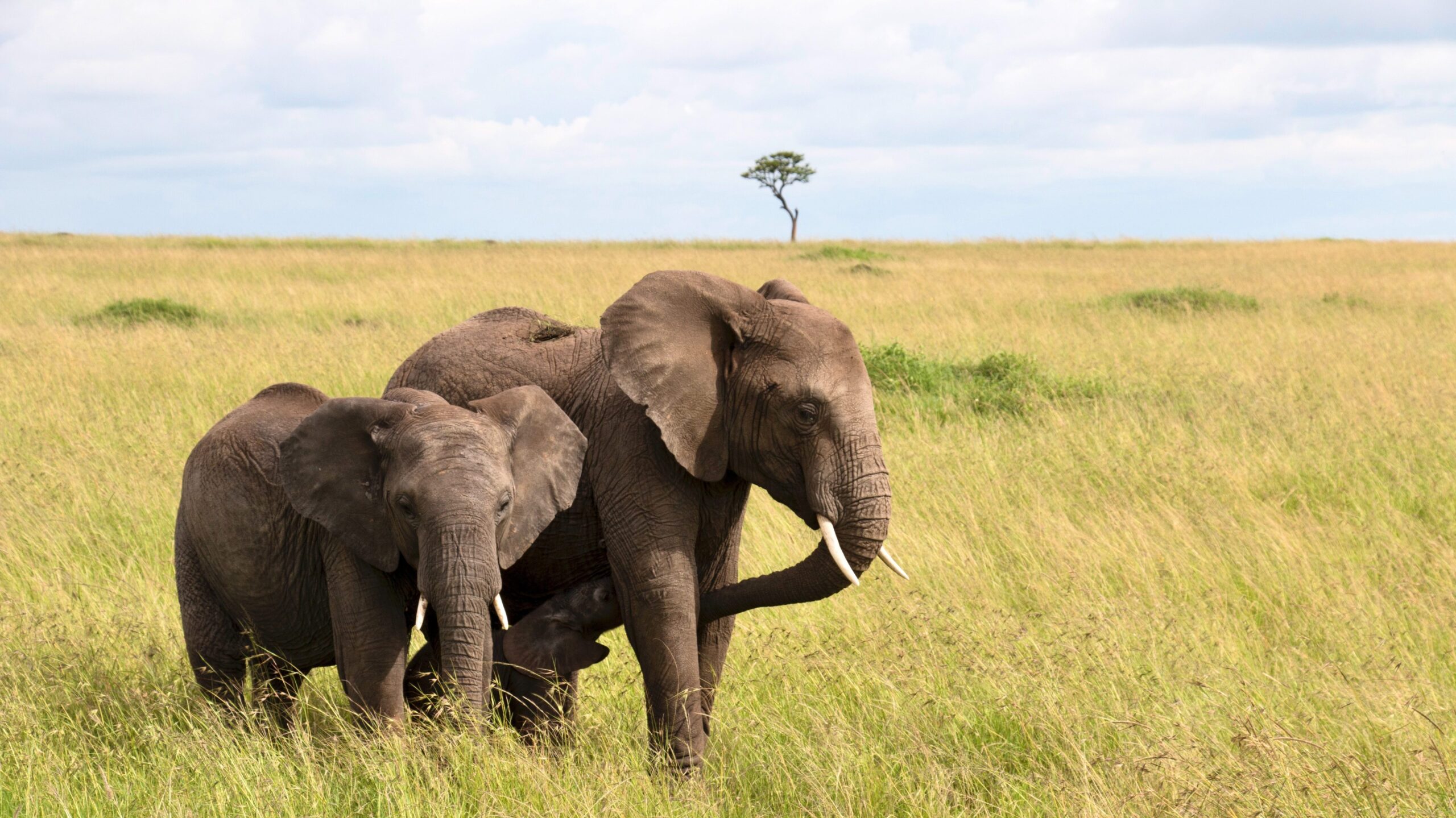 two elephants walking down a meadow
