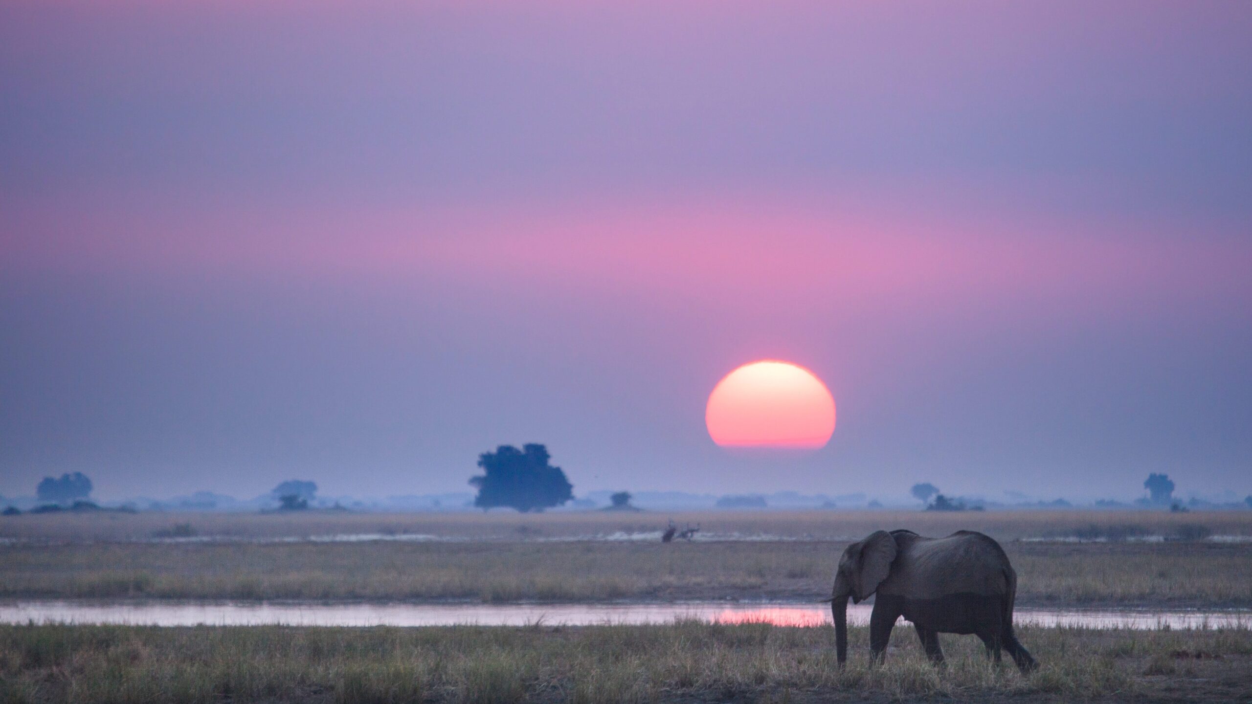 an elephant walking across wilderness, the sun low in the background