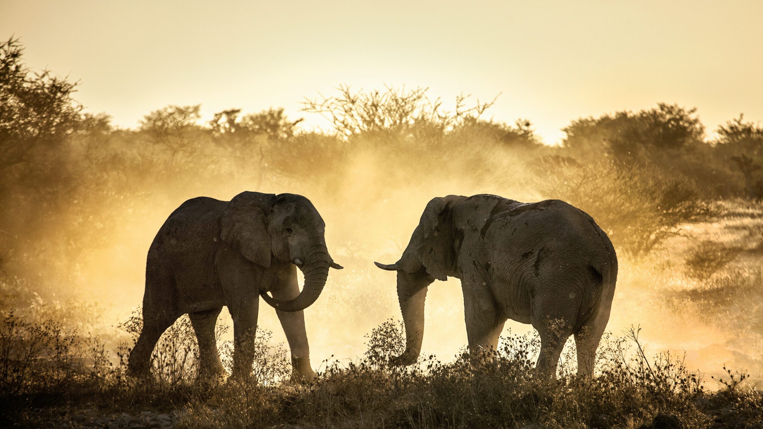 two elephants staring at each other in the bush, with dust flowing around them