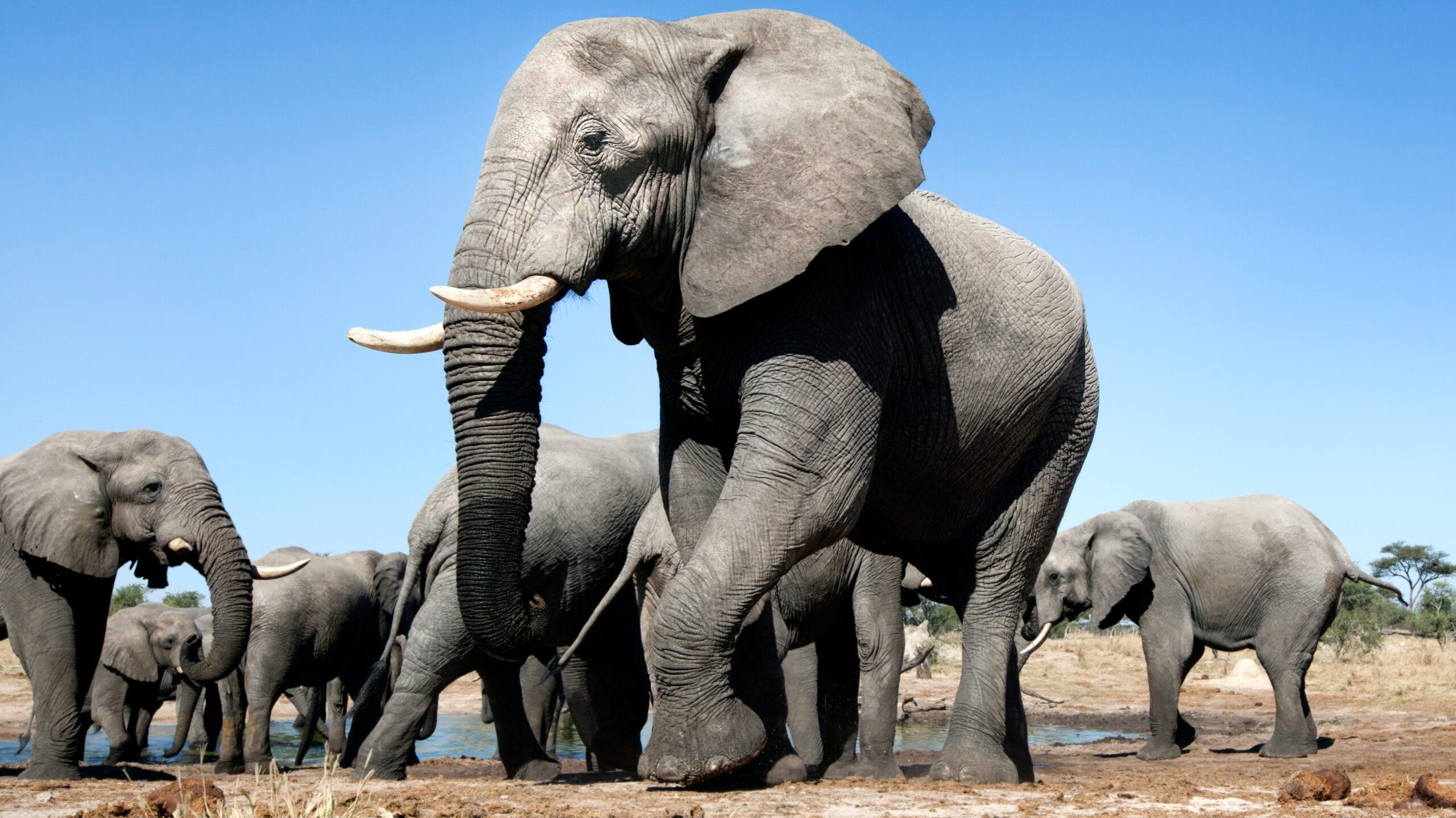A herd of elephants together in the meadow