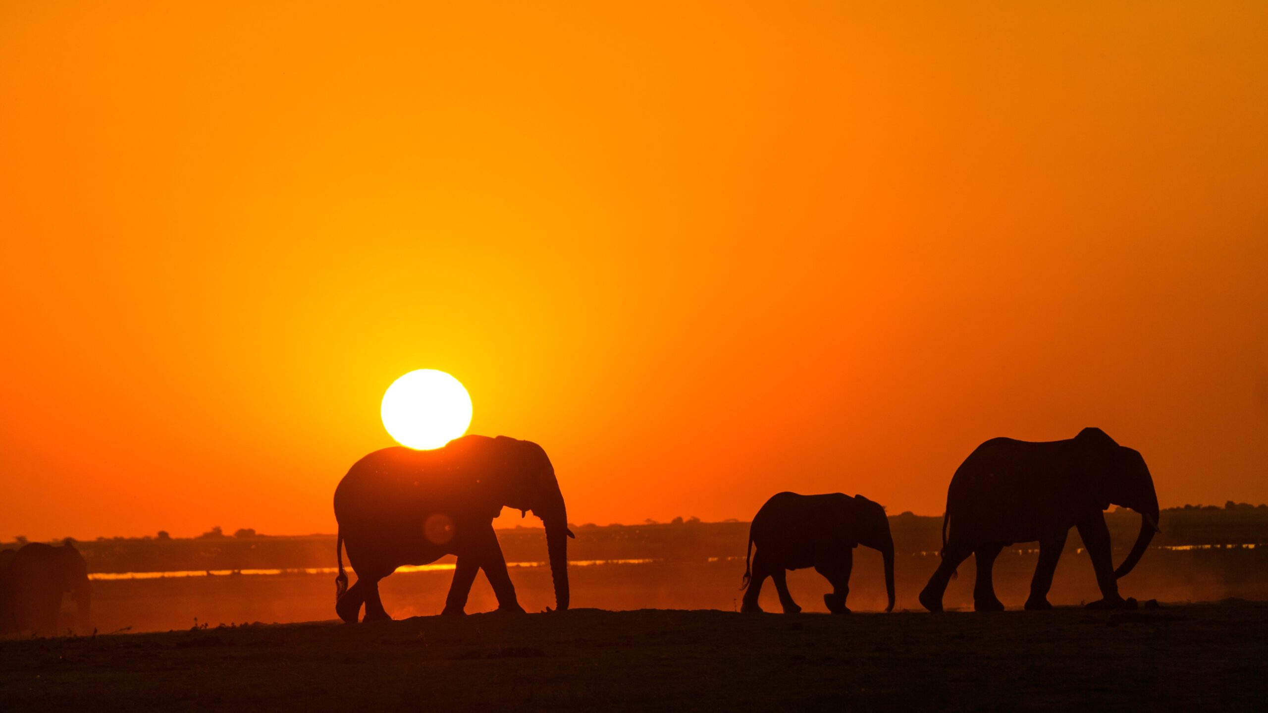 Elephants walking, silhouetted in the sunset