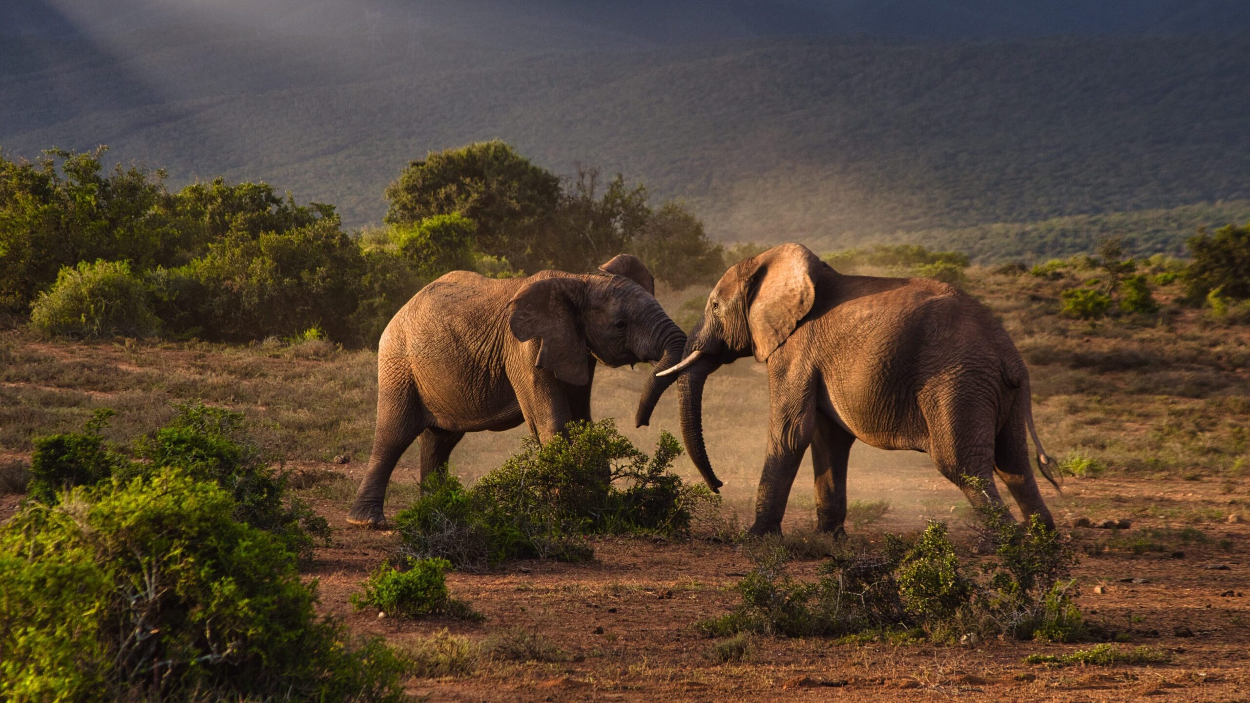 Two elephants playing (or fighting?) in the wilderness