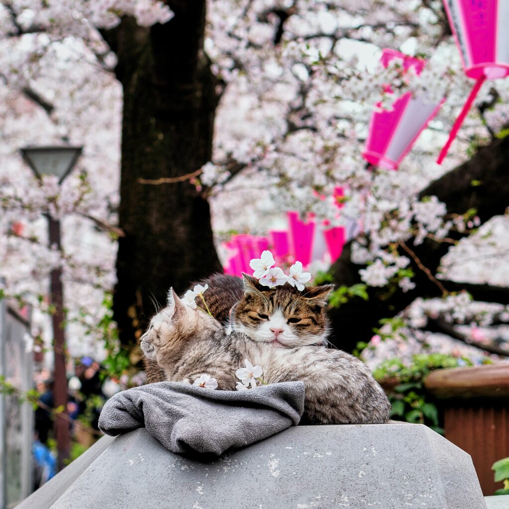 Two cats cuddle atop a rock in Japan. It is spring blossom season and a tree in the background is blossoming with pink flowers, a couple of which have fallen on top of the heads of the cuddling cats.