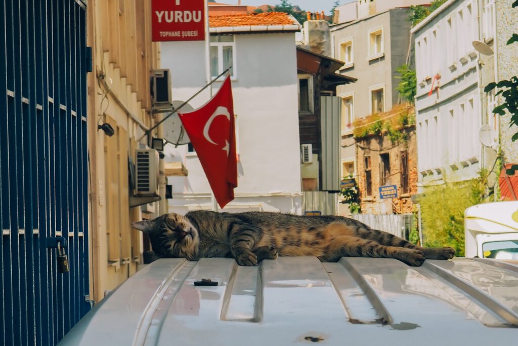 Cat lovers will enjoy this picture of a cute cat sleeping on a car roof on an Istanbul street. A Turkish flag hangs in the background.