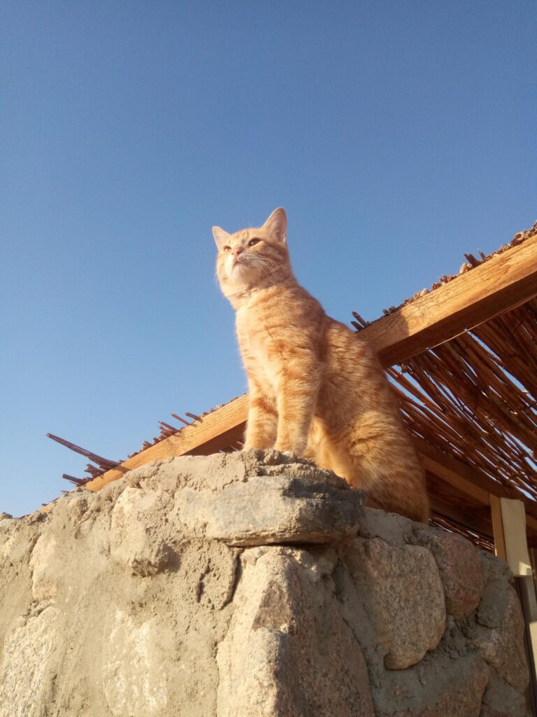 A ginger cat looks out from a rocky wall. The angle of the photo is below the cat, making her look majestic and regal.