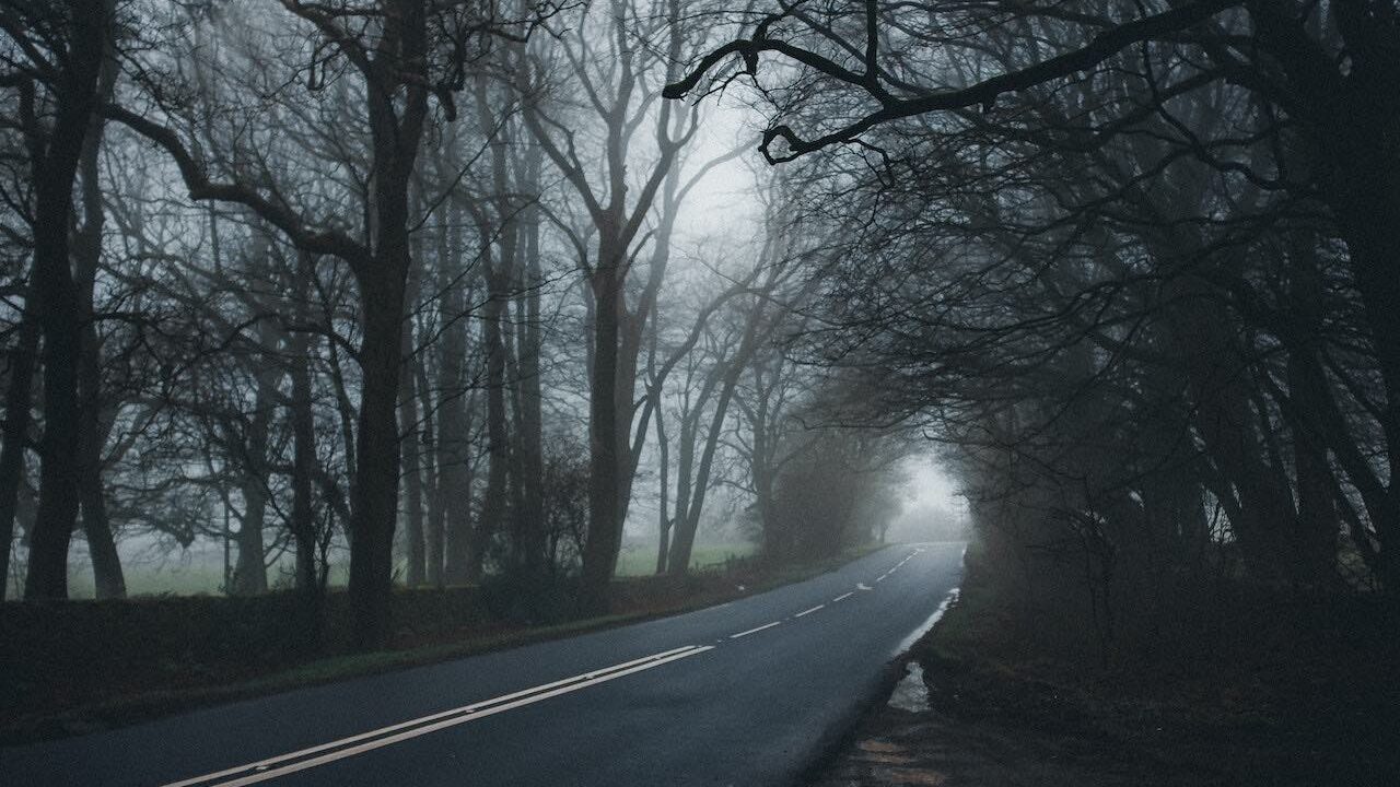 Treelined road with fog