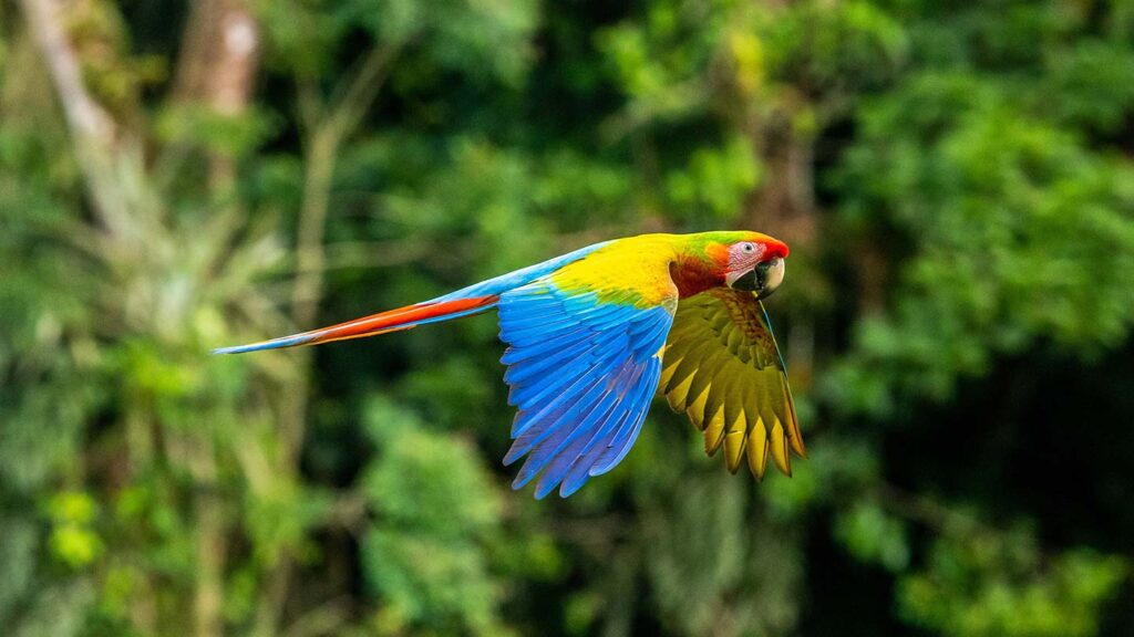 A colorful parrot mid-flight
