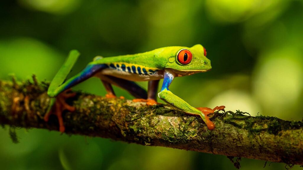 a green frog walking along a branch, found in costa rica's nature
