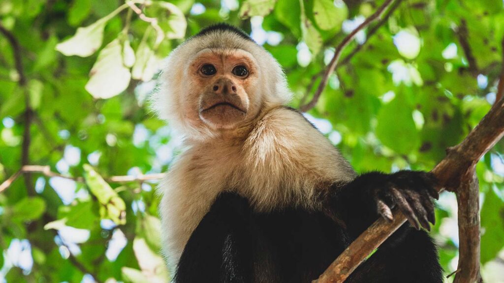 A close-up shot of a monkey, a beautiful part of costa rica nature