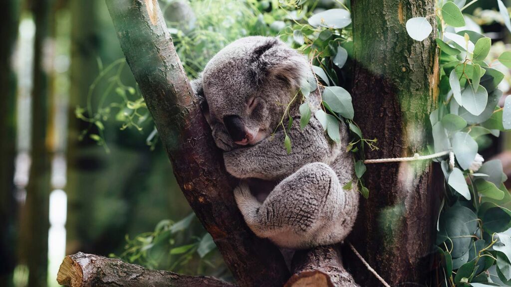 Koala asleep in a eucalyptus tree in Australia