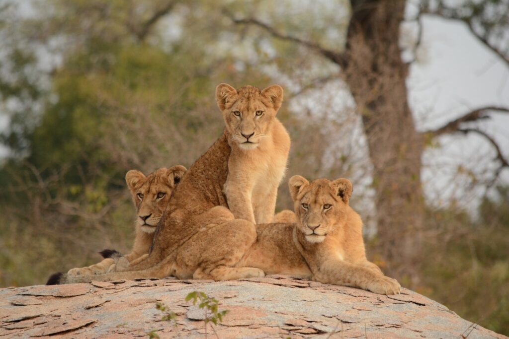 lions in Kruger National Park South Africa