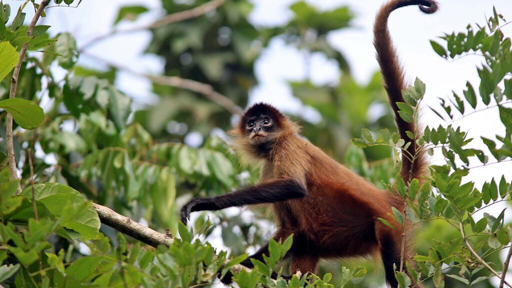A little monkey seen on one of Trafalgar's Costa Rica tours. It's looking upwards, while sitting on a branch.