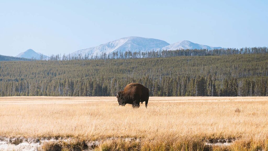 Bison in Yellowstone National Park