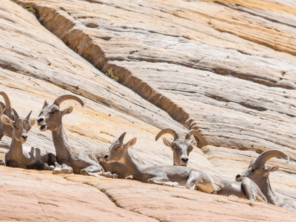 Group of desert bighorn sheep at Zion National Park