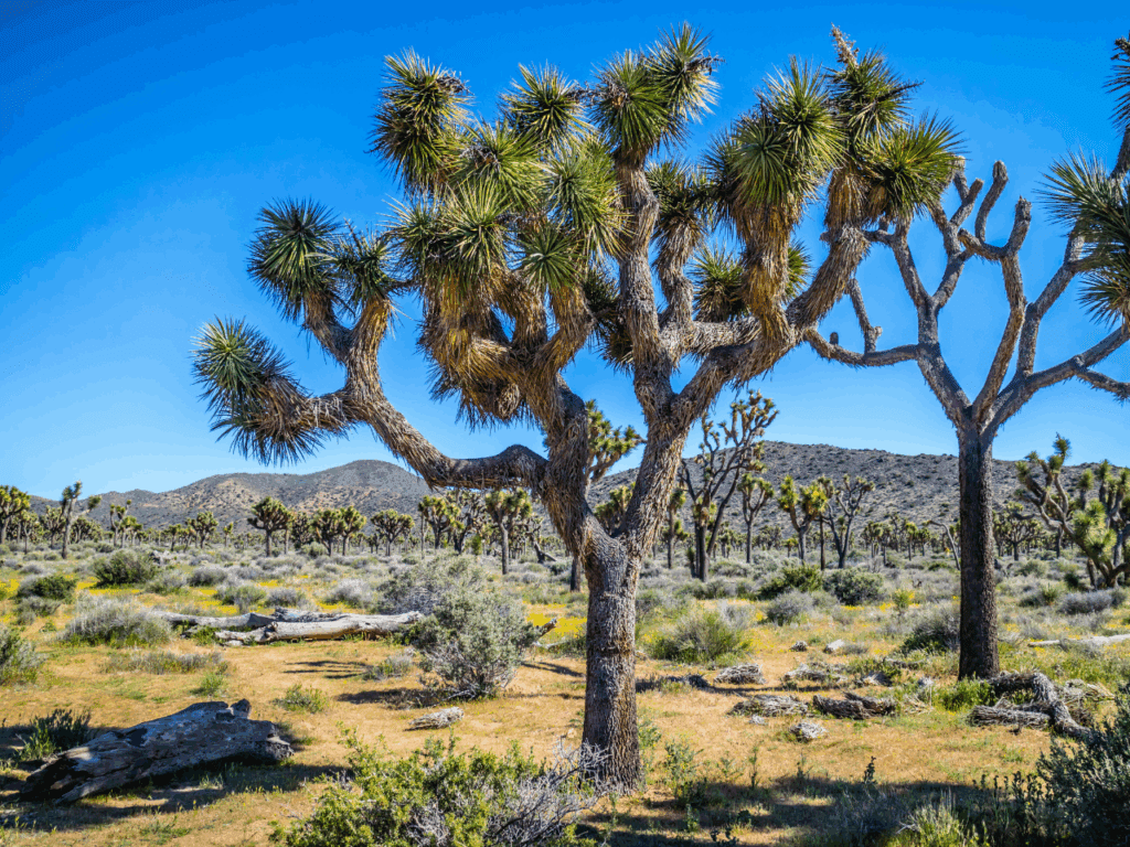 Cluster of Joshua Tree National Park’s endangered trees