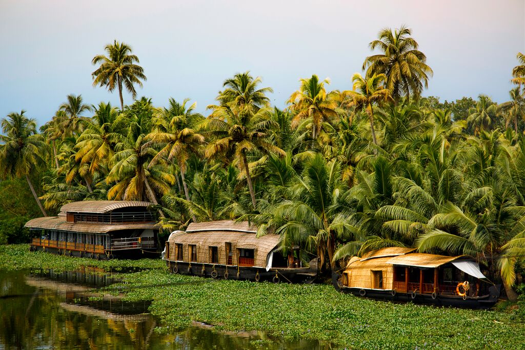 Kerala houseboats line the shore of a river, with dense, lush tropical forest shooting out of the land.