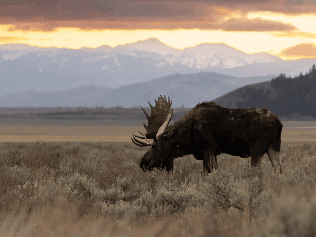 Moose grazing in Grand Teton National Park