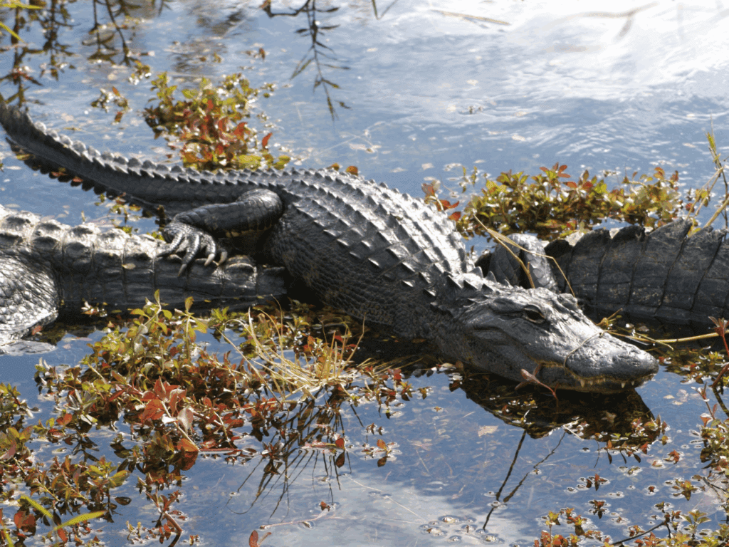 American alligator at Everglades National Park