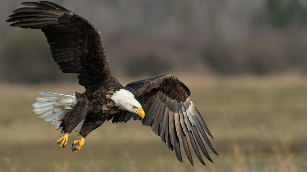 Bald eagles swooping down in Acadia National Park